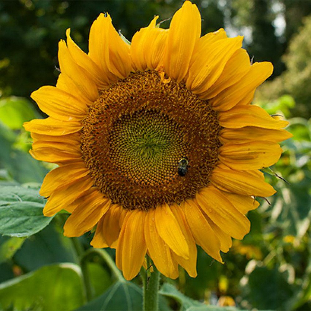 [Best Selling] 50 Seeds - Sunflower Bunga Matahari Biji Bibit Benih Repack - SR0022