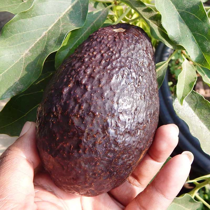 Tanaman Buah Alpukat Hass