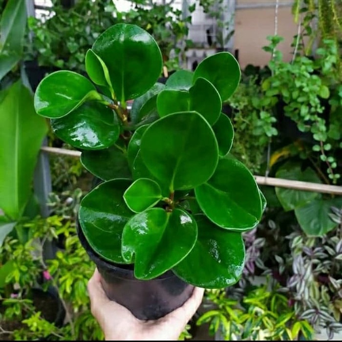 TANAMAN PEPEROMIA JADE PLANT HIJAU PEPEROMIA MURAH JADE PLANT