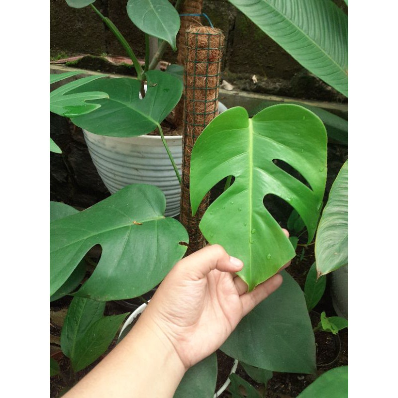 Monstera Borsigiana