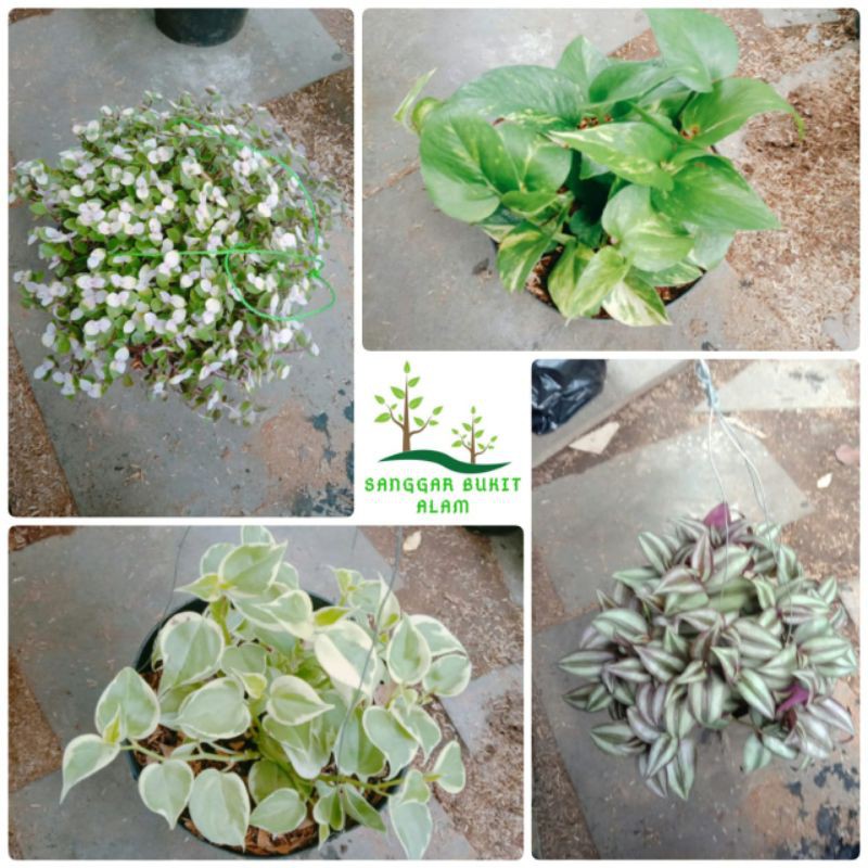 paket tanaman gantung / 4 paket hemat tanaman gantung plus pot