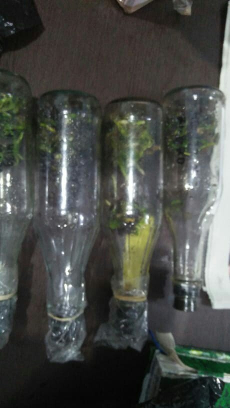 Bibit Bunga Anggrek Bulan Phalaenopsis Anggrek Botol