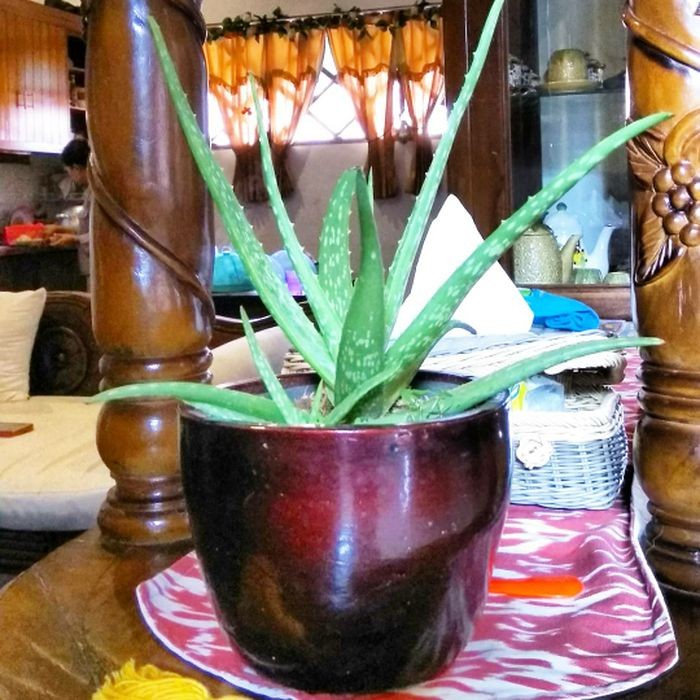 Pot Tanaman Lidah Mertua