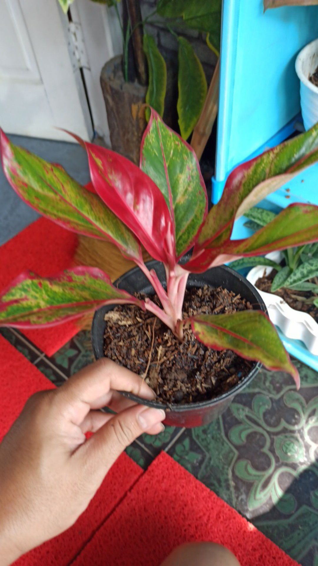 Aglonema Lipstik Siam Aurora