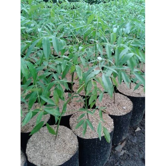 Tanaman Kedondong Bangkok