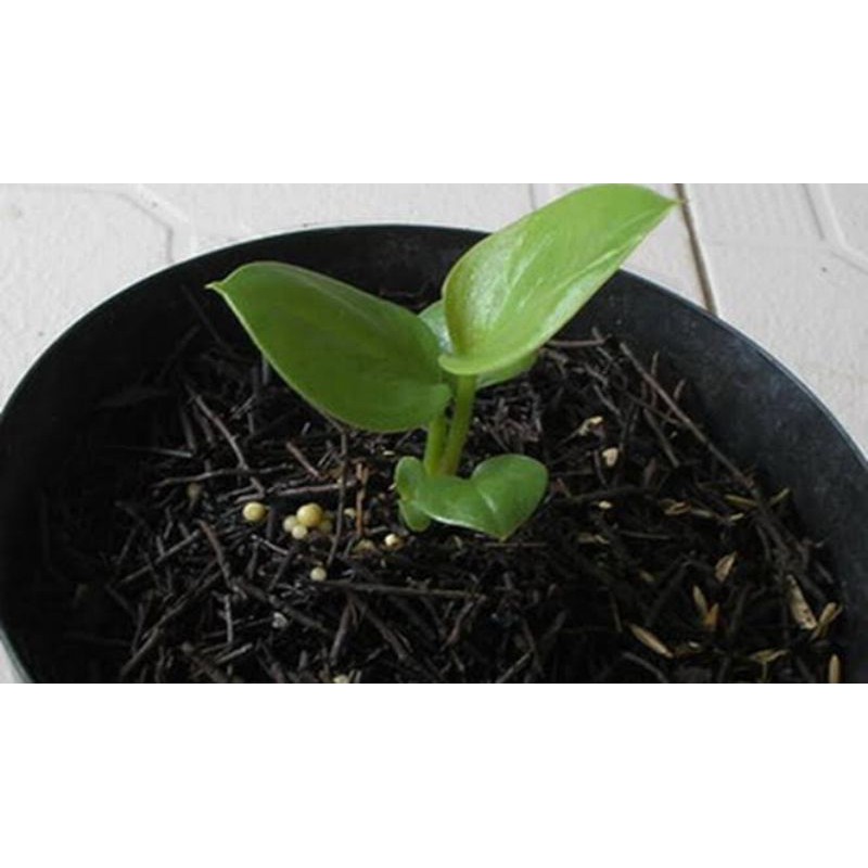 bibit gelombang cinta