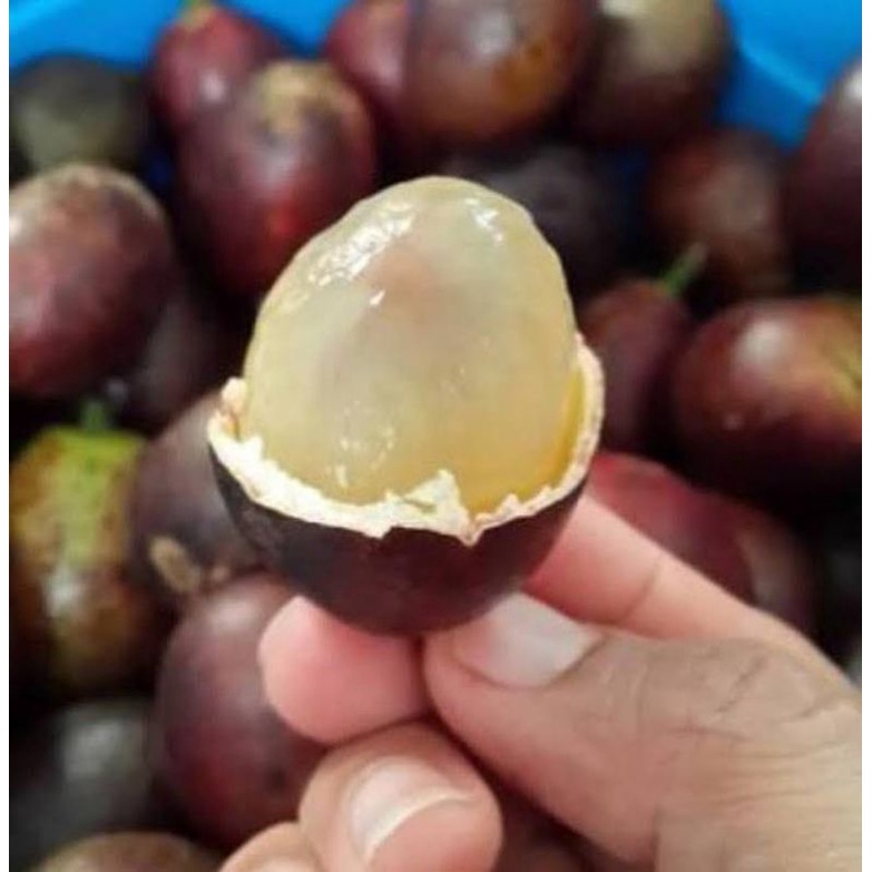 

buah matoa langka - kelengkeng ya papua 500gram langka