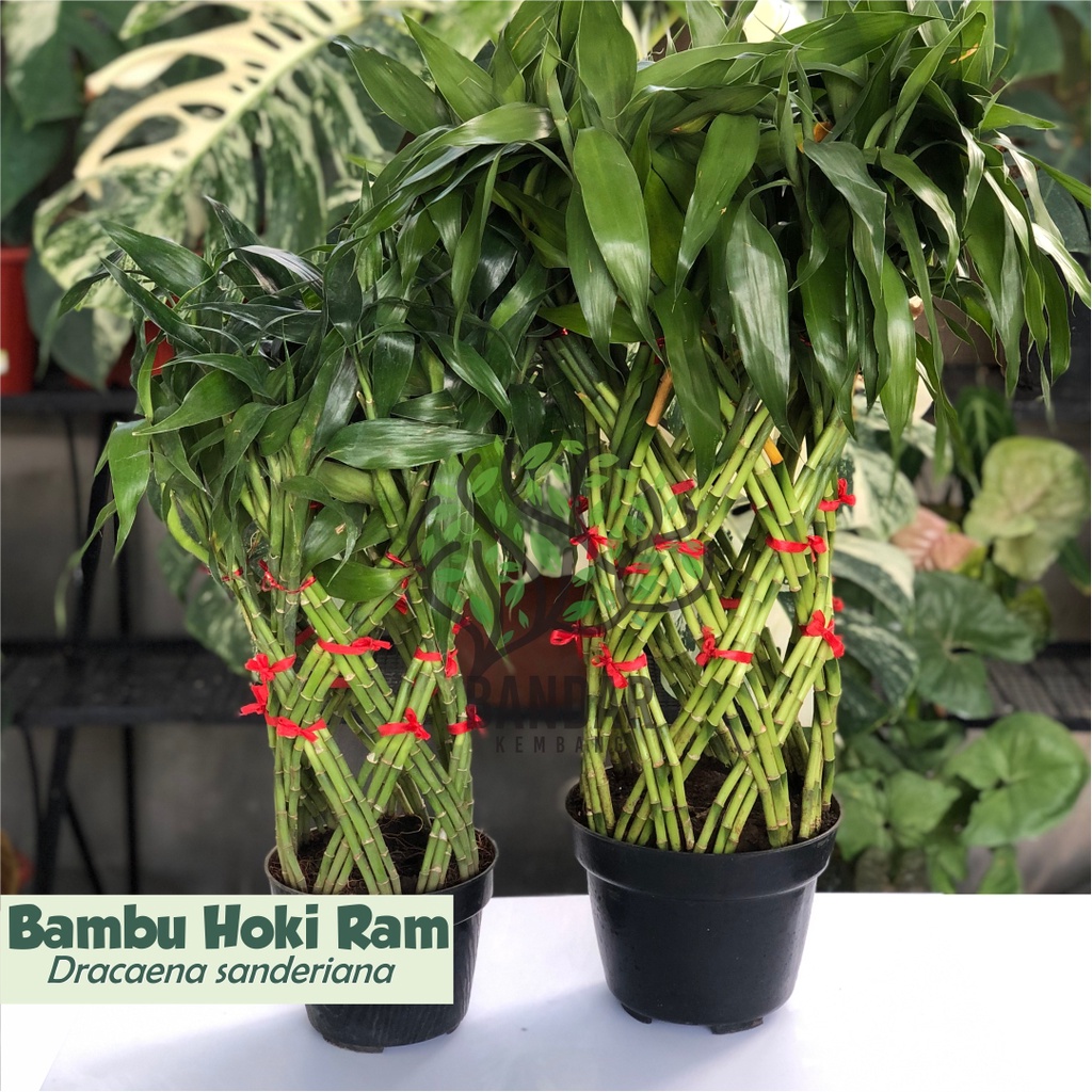 Jual Tanaman Hias Bambu Keberuntungan Besar Bambu Ram Bambu Hoki Dracaena Sanderiana Shopee