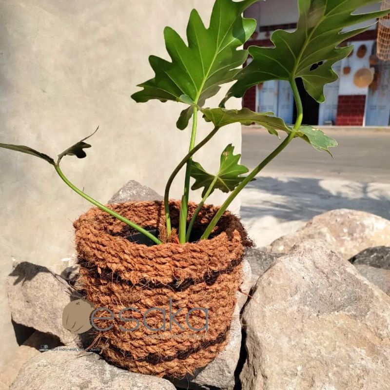 pot diameter 18 - pot sabut kelapa anyam - dekorasi teras - cover pot sabut kelapa - pot anggrek- oe