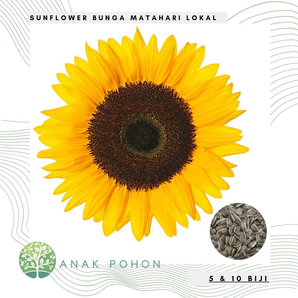 Bunga Matahari Hitam - Bunga Matahari Hias Red Sun Merah Anggur Dengan Pusat Hitam 80 Biji Helianthus Annuus Garden Seeds Market Bebas Biaya Kirim - Bunga matahari jenis earth walker merupakan jenis bunga matahari yang cukup berbeda dari segi warna.