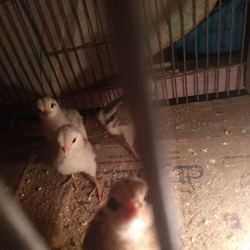 telur ayam hias ayam ekor panjang