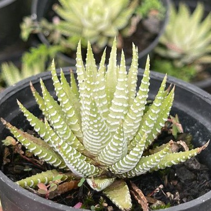 Sukulen Haworthia Fasciata Alba