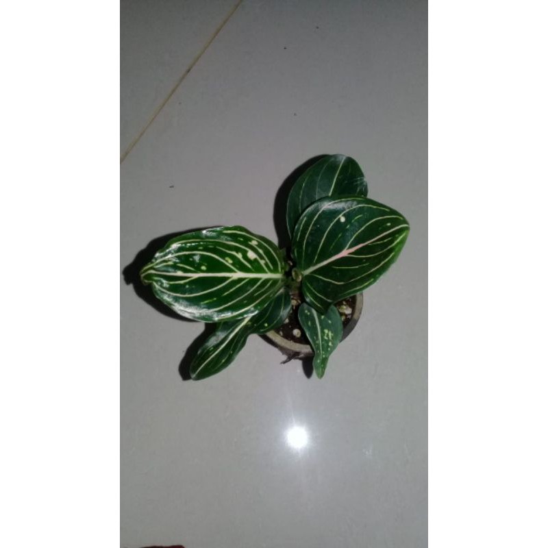 aglonema siti nurhaliza