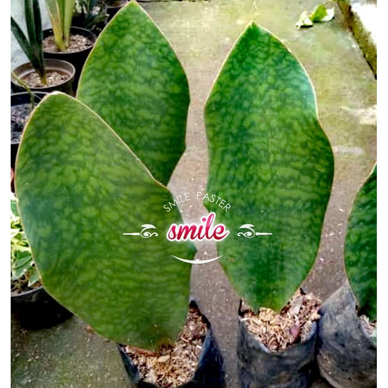 Sansevieria centong (masoniana)