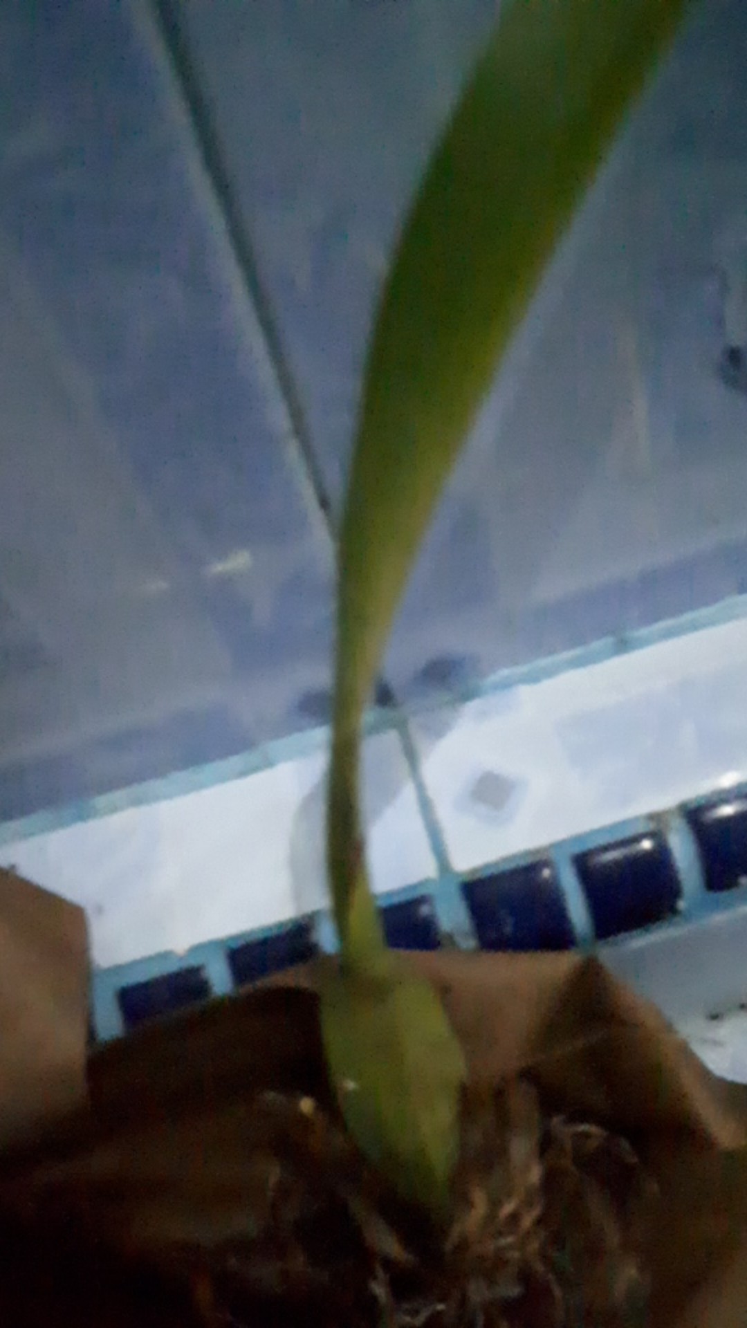 Oncidium Golden Sower