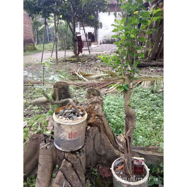 bahan bonsai sisir