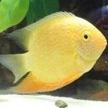 Ikan Cichlid Amerika Golden Severum Heroes uk 6-7cm