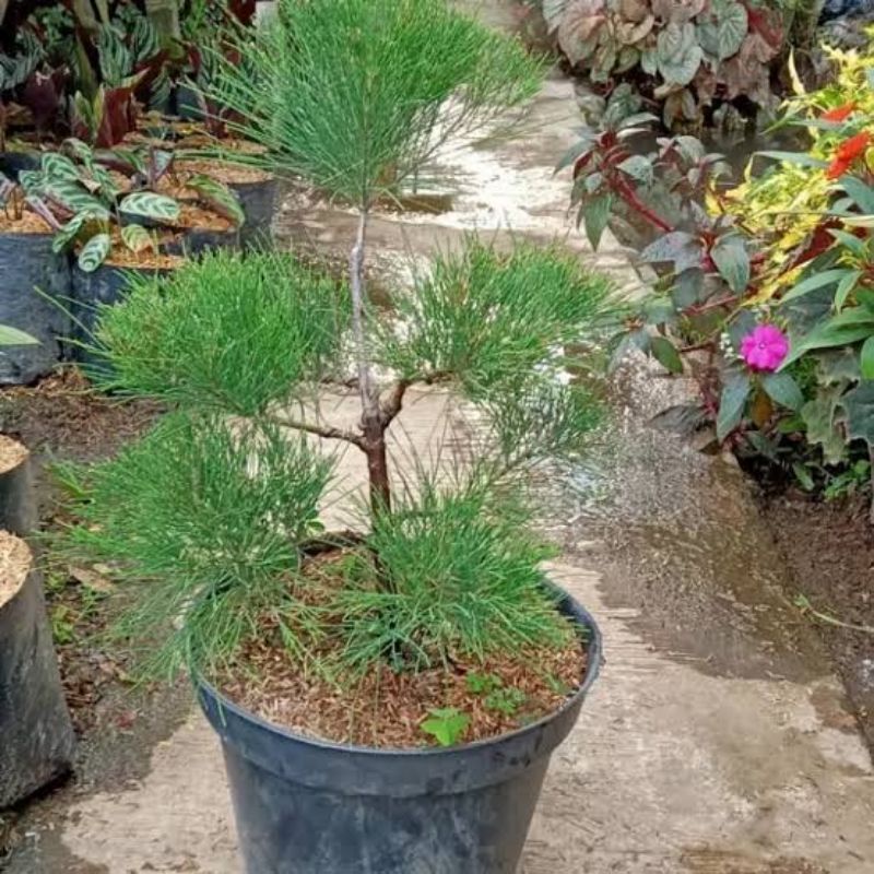 Tanaman Bunga Cemara Udang(Casuarina Equisetifolia) - Bibit bunga cemara udang bisa di bonsai - BAKUL KEMBANG