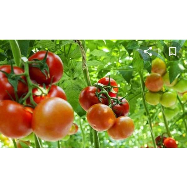 [isi 20] Benih Biji Bibit Tomat Unggul -- grosir