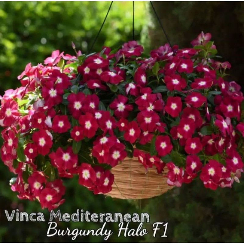 Benih Bunga Vinca Mediternean Burgundy Halo F1 Shopee Indonesia