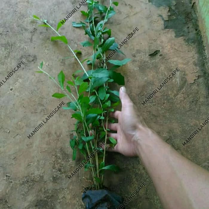 Tanaman Menjuntai Lee Kwan Yew - Tanaman Hias Rambat - Lee Kwan Yew