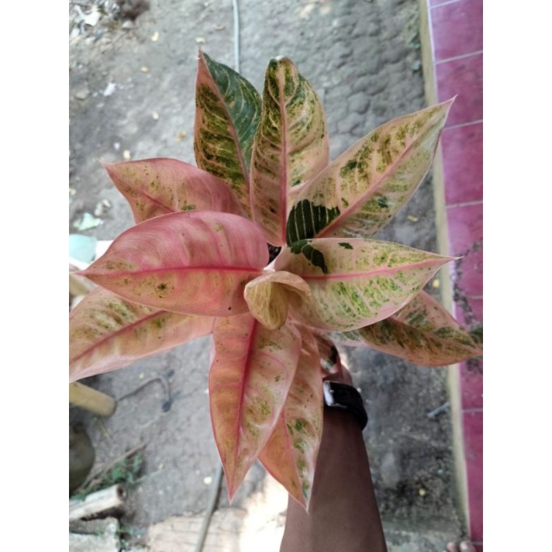 TANAMAN HIAS AGLONEMA LITLE LEMON