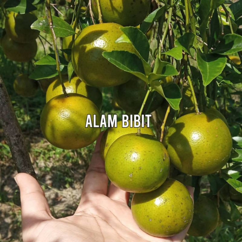 BIBIT JERUK PONTIANAK SUPER OKULASI (COCOK DI TANAM POT)