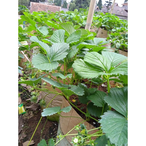 Sagahonoka Sudah Berbunga