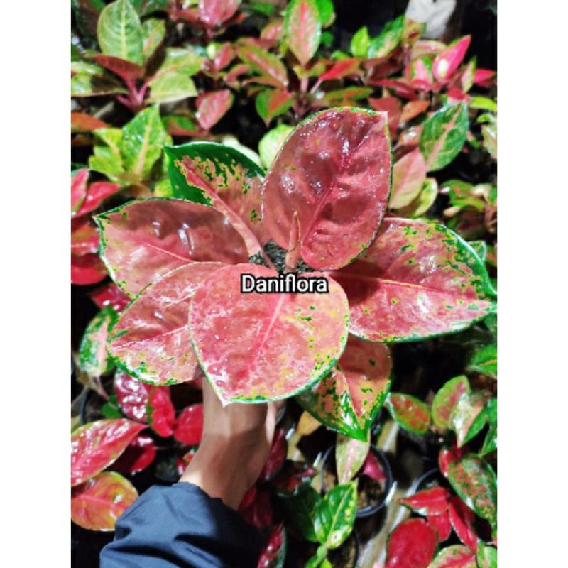 Aglonema Anakan Kochin Brownis