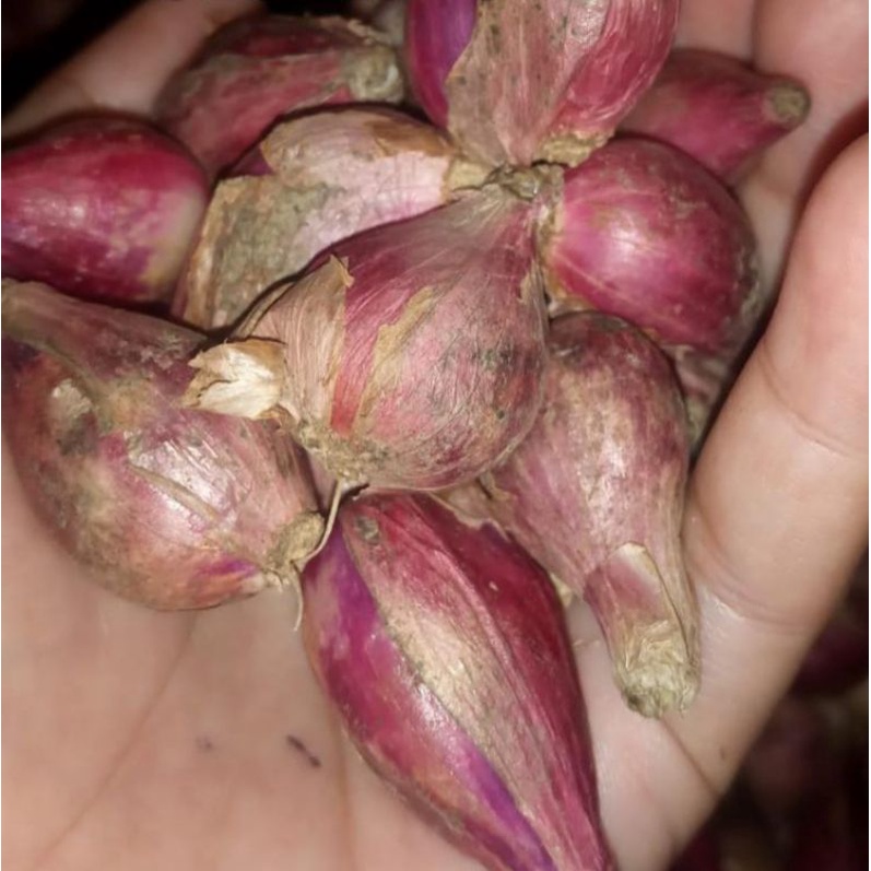 

BAWANG MERAH BREBES SEDENG BAWANG BREBES BRAMBANG