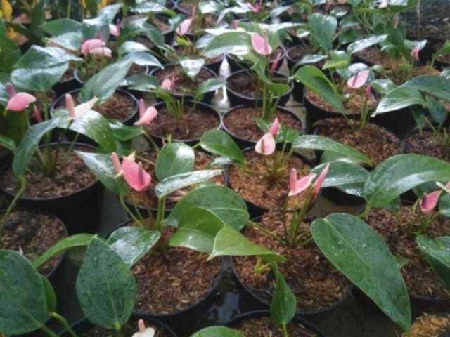 Anthurium Merupakan Salah Satu Komoditas Tanaman Hias Dari Famili Araceae Berbagi Tanam