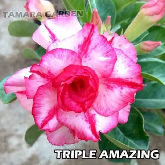 

Bibit Bunga Kamboja Adenium Triple Amazing-adenium