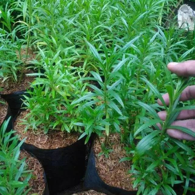 Tanaman hias-bibit lavender-tanaman pengusir nyamuk lafender