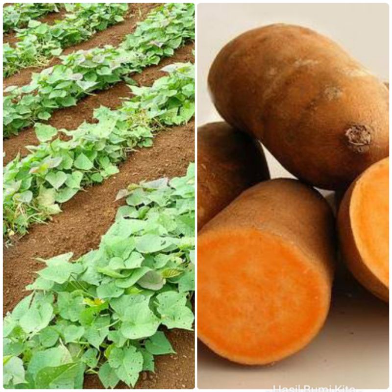 Bibit Ubi Jalar Kuning Tanaman Herbal Ubi Jalar Jepang 35 CM tanaman kebun Ubi Kuning Merambat