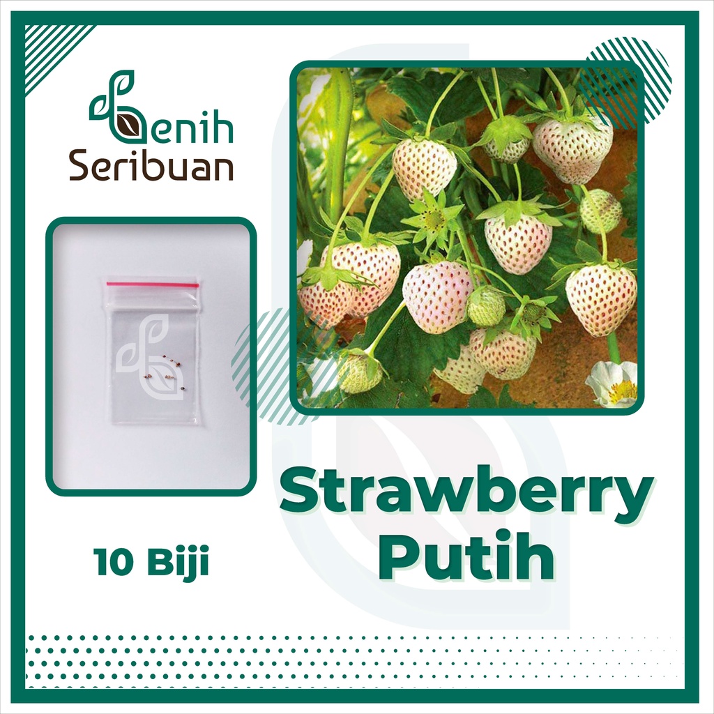 BS-BYL Benih Buah Bibit Tanaman Buah F1 Hibrida Unggul Anggur Strawberry Semangka Melon Labu Pepaya Jambu Blackberry Ciplukan Raspberry dll-STRAWBERRY PUTIH