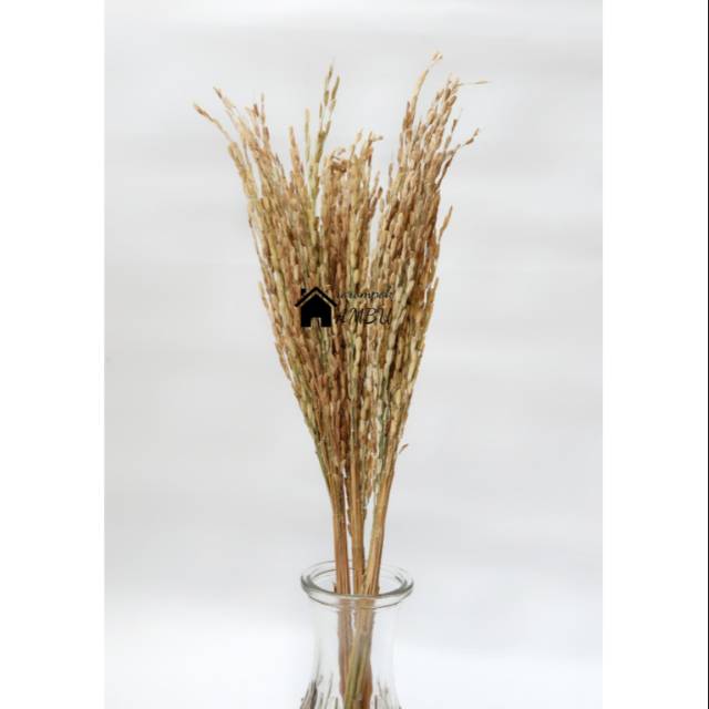 Bunga padi kering/ padi kering/ bunga kering/ dried flower