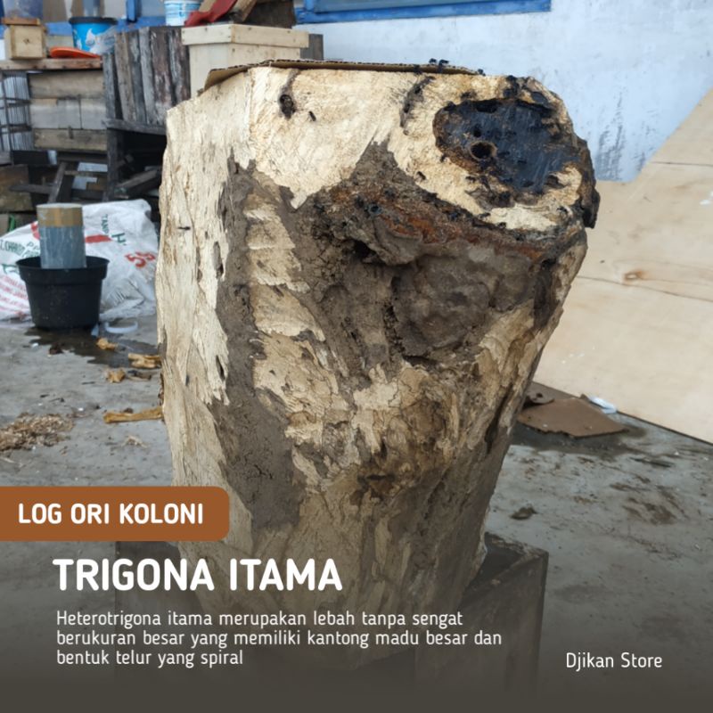 TRIGONA ITAMA DALAM LOG KAYU ATAU KLANCENG ITAMA ATAU KELULUT ITAMA