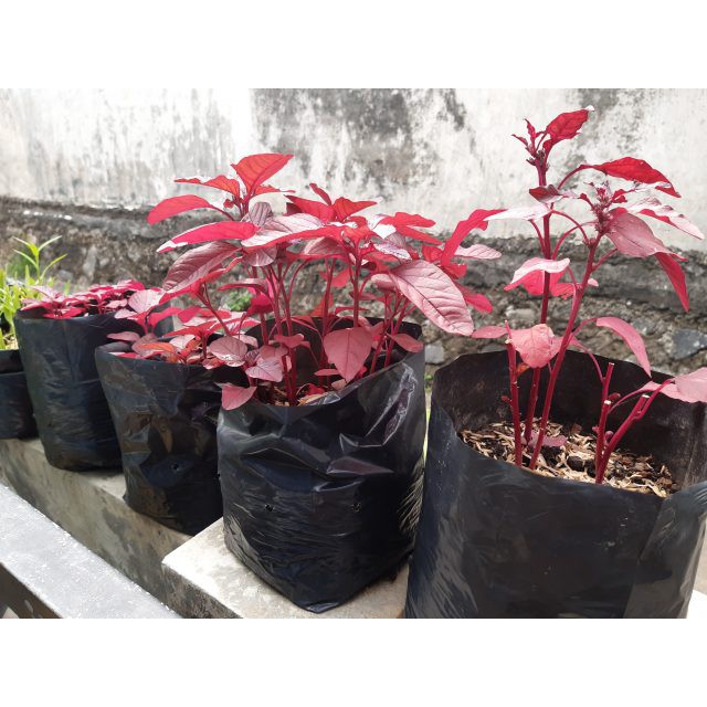 Bibit Benih Biji Sayur Bayam Merah Red Spinach Vegetable - Biji Sayuran Bayam Merah - Bayam - COD