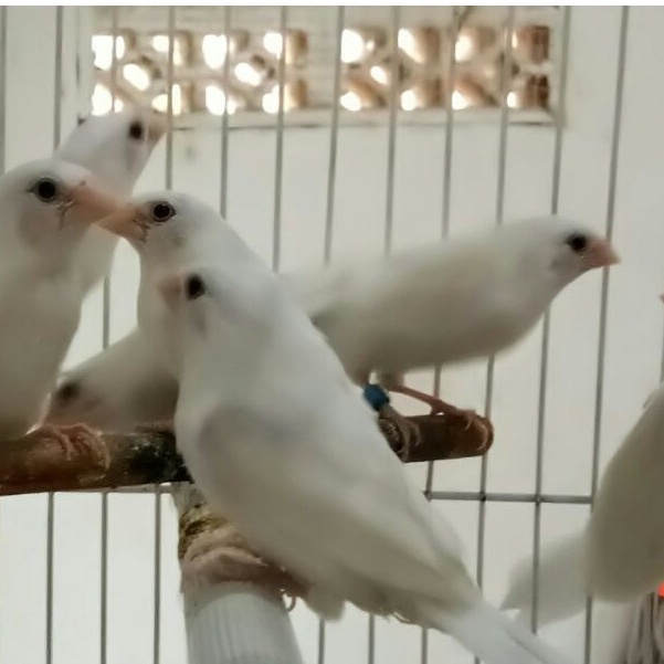 Image of Burung Emprit Jepang ANAKAN Putih #2