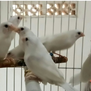 Image of thu nhỏ Burung Emprit Jepang ANAKAN Putih #2