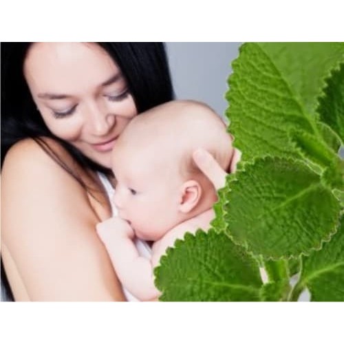 

JUS BANGUN-BANGUN WITH LEMON (ASI BOOSTER ALAMI)