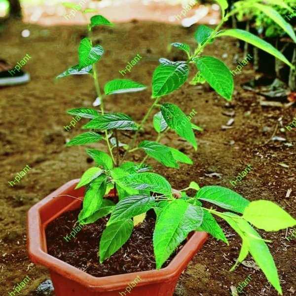 Bibit pohon sakura jepang  cherry blossom