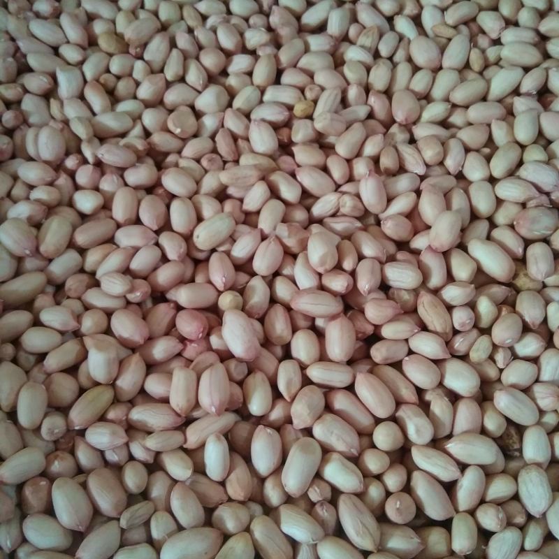 

Kacang tanah kupas baru panen bukan stok lama
