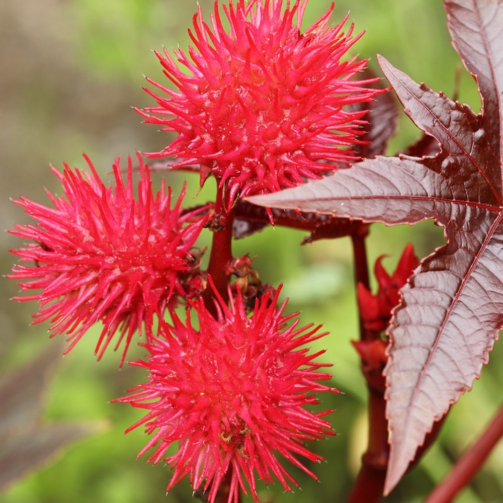 Benih Bibit Biji - Castor Oil Plant / Red Gibsonii Impala Red / Tanaman Jarak Merah (Ricinus communis) Seeds - IMPORT