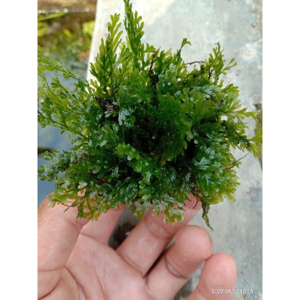 Bolbitis mini tanaman Aquascape