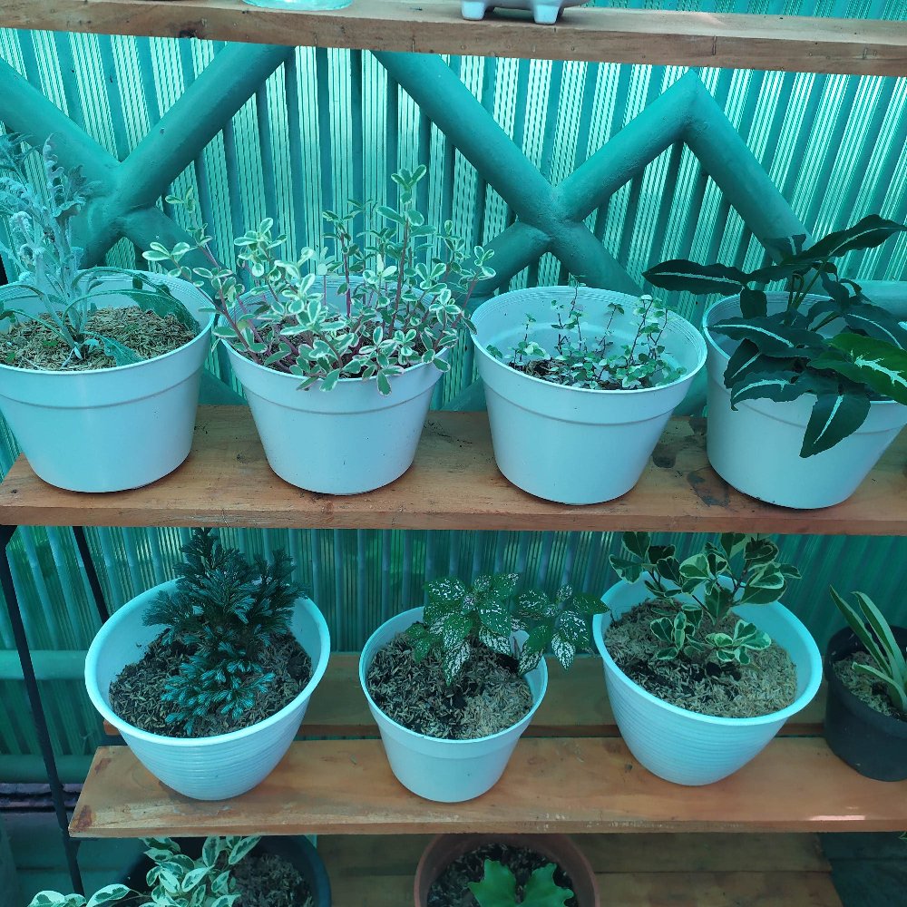 Sekam Padi Murni & Sekam Bakar (repack 500 Gr) | Campuran Media Tanam Kaktus/sekulen/bonsai