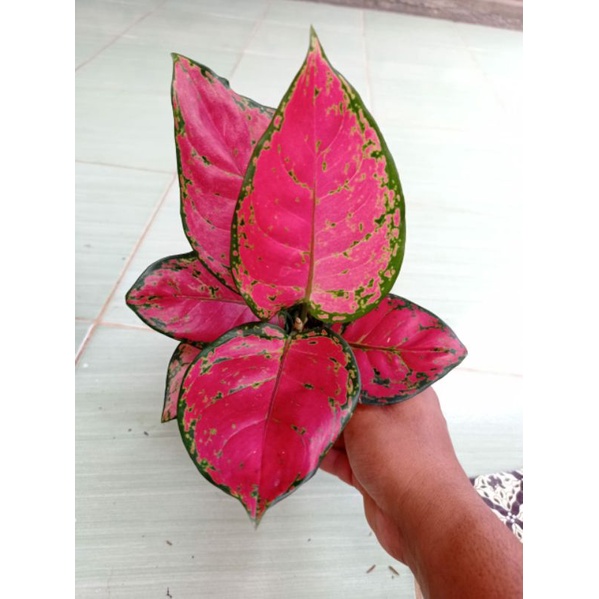 Aglonema red anjamani murah