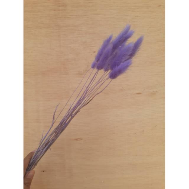 Lagurus Bunny Tail Purple (1 tangkai)