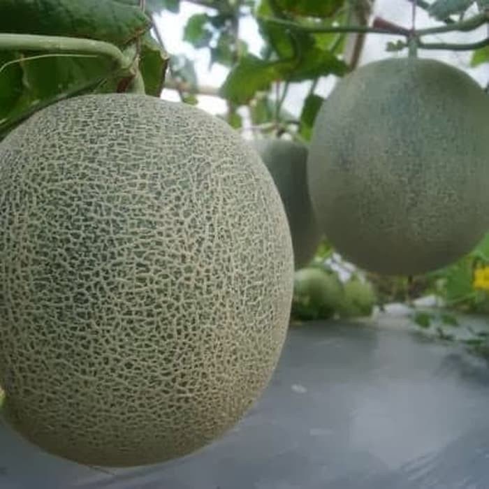 5 Benih Melon Hijau F1 Hibrida Melani Bibit Tanaman Buah Melon Putih Berjaring Daging Tebal Unggul