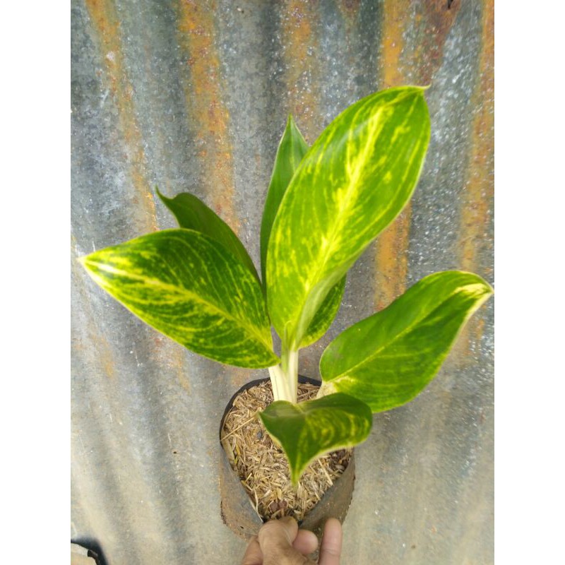 Tanaman hias aglonema blanceng golden